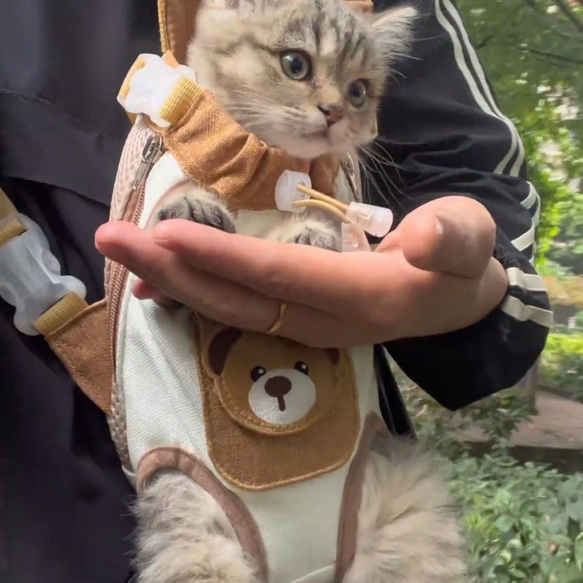 Teddy Pet Carrier